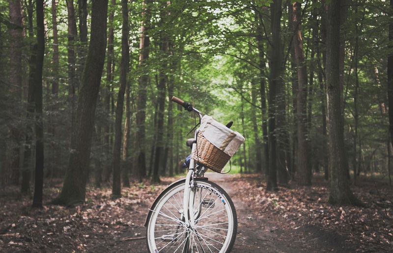 Top 5 States for Biking Trails a Bike Standing on a Trail in the Woods