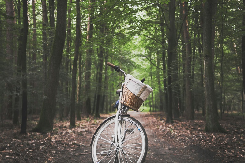 Best Bike Trails in Minnesota a Bike Leaning on its Kick Stand on a Trail Lined with Trees in a Forrest Area