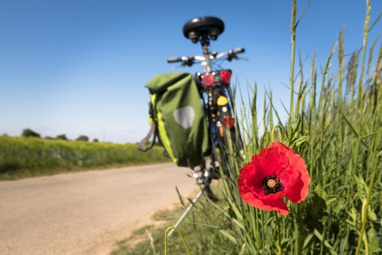 What to Pack for Your Family Bike Trip a Bike on the Side of a Dirt Trail with a Red Flower in the Foreground